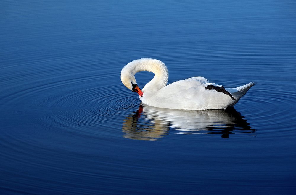 Swan meditation