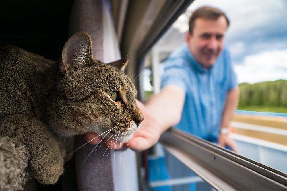 Капитанский кот