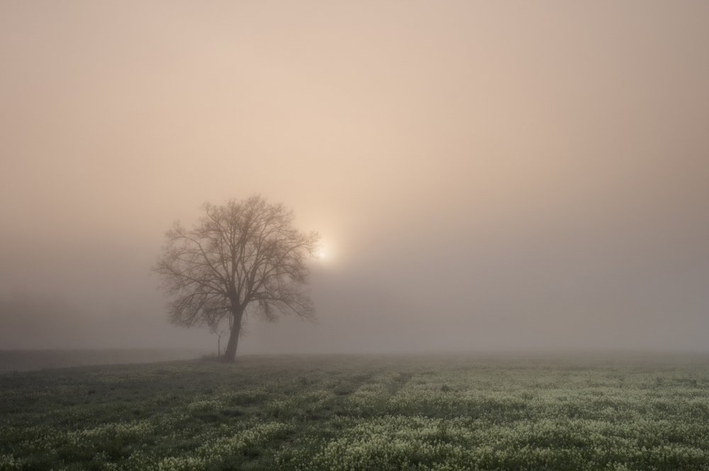 Мир сотканный туманом