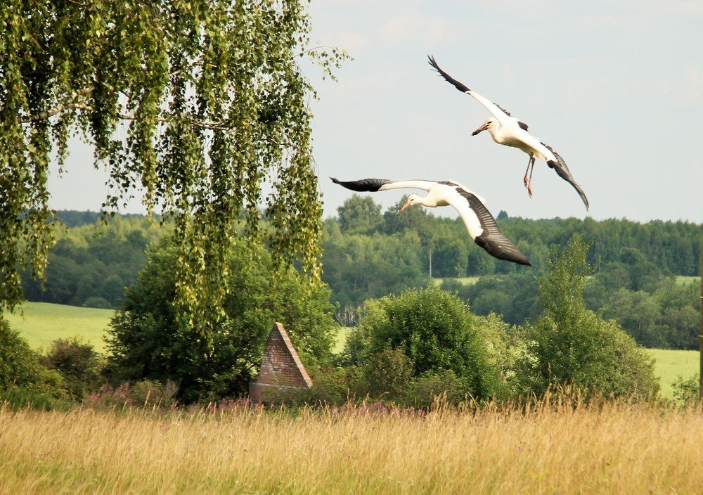 Полет за счастьем.