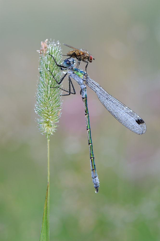 Головная боль.