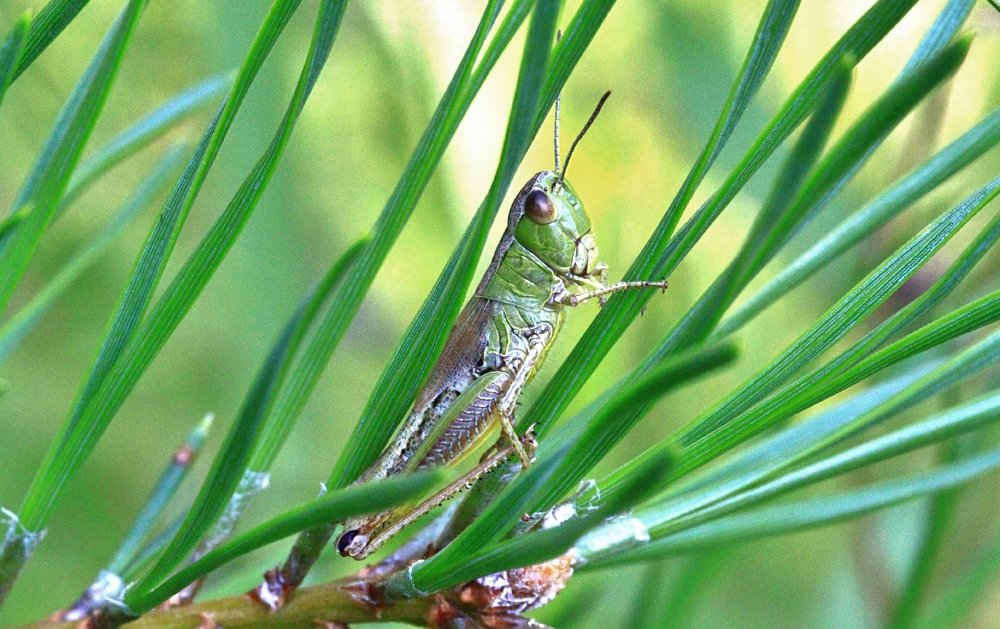 В сосне сидел кузнечик...