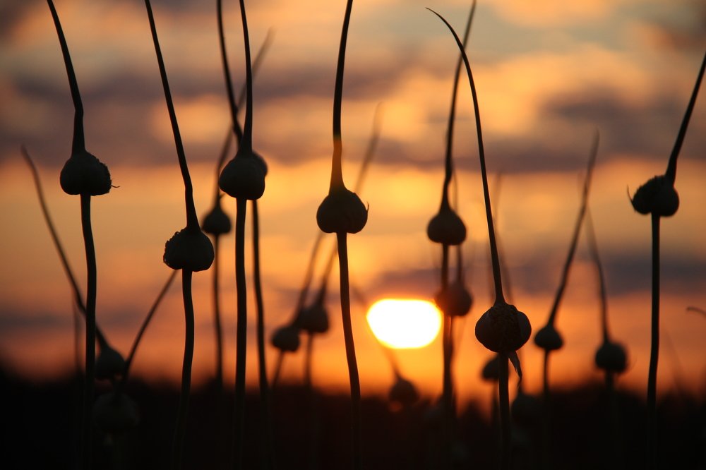 Вечерние стражи.