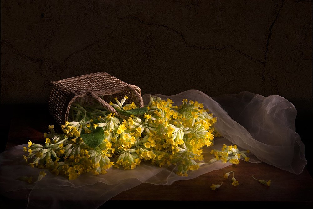 Primula veris in basket