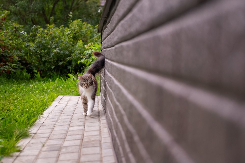 Он гуляет сам по себе