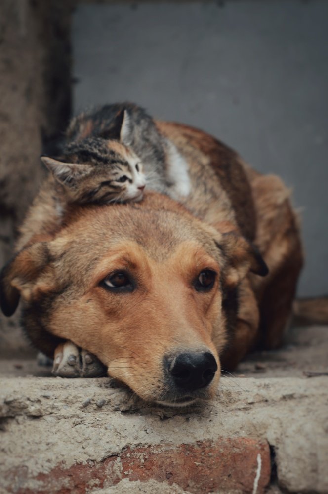 cat and dog