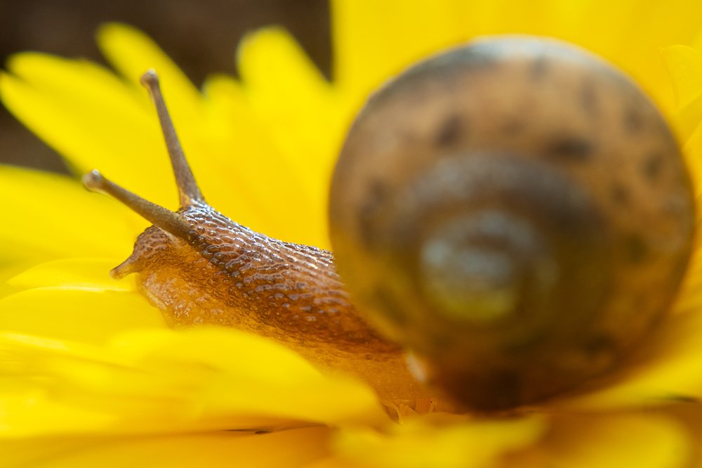 Медленно но верно