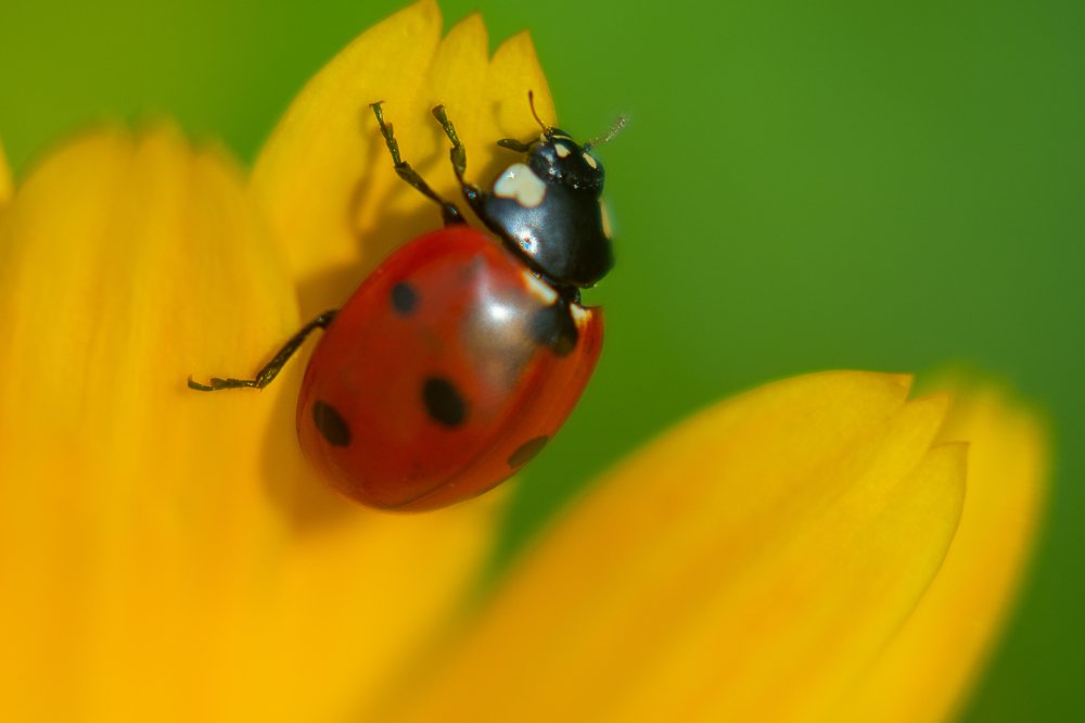 Lady Bug