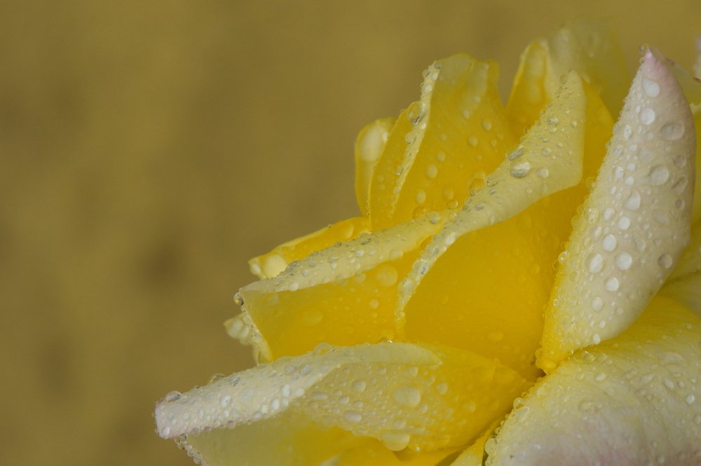 Photograph by Людмила Ефремова