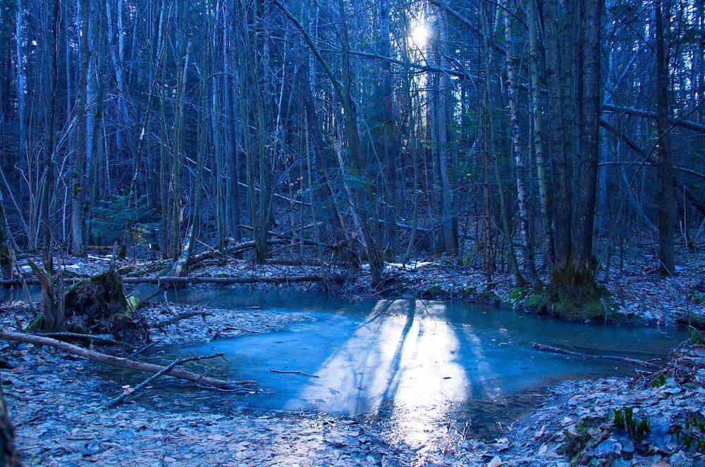 Первые лучи в холодном лесу.