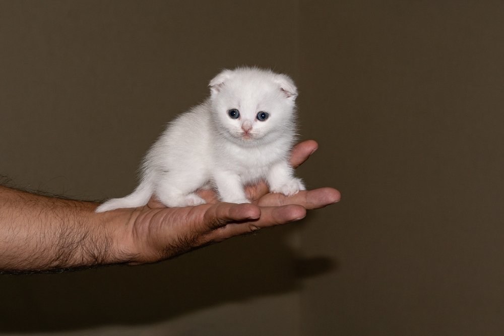 Маленькое чудо.