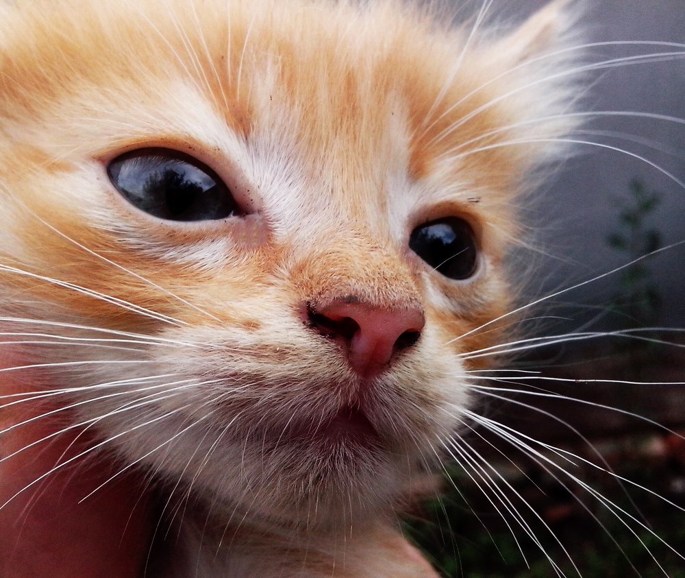 Рыжий портрет с отражением в глазах