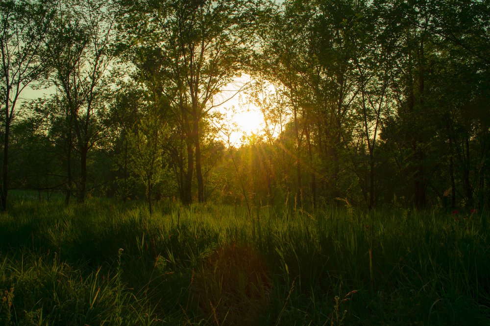 Встреча С Закатом В Лесу