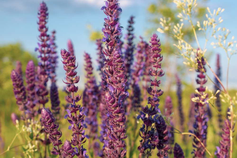 Полевые Цветы