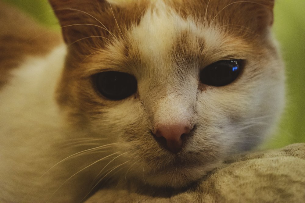 Домашний Любимец