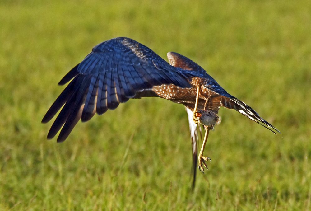 Охота пятнистого луня