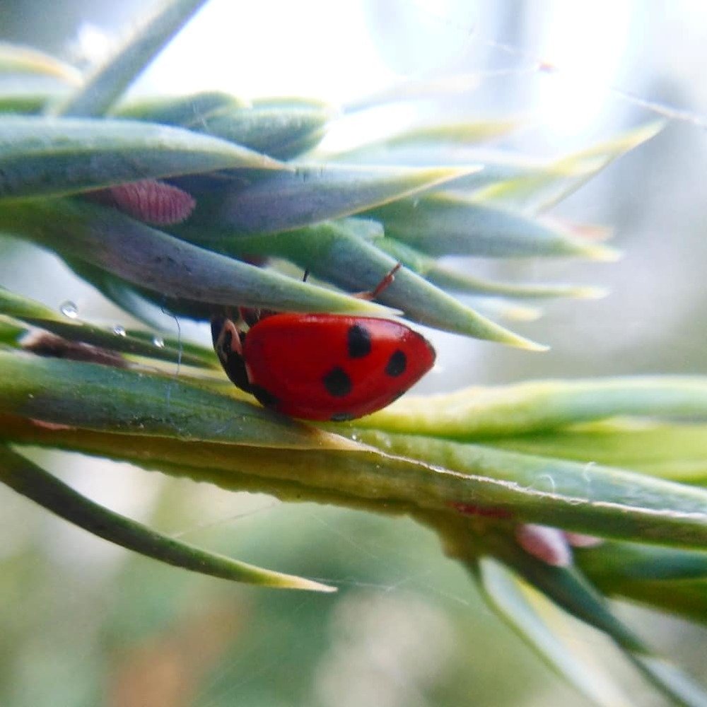 Божья коровка