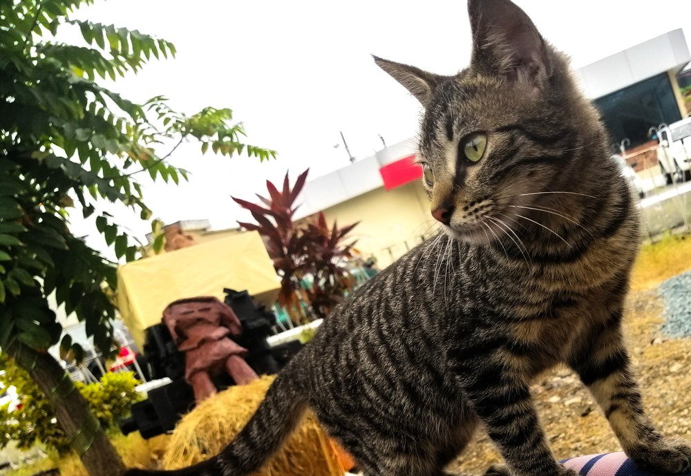 Gato campeón