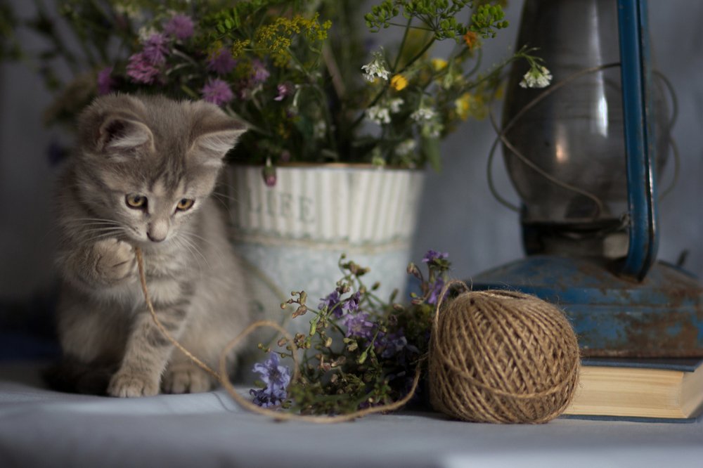 Photograph by Виктория Суркова