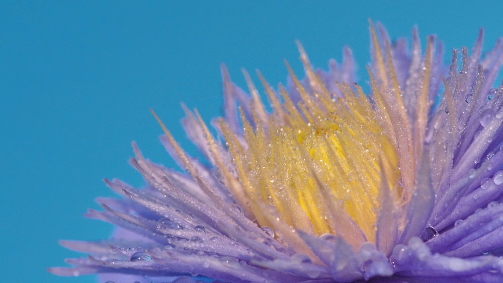 The core of clematis