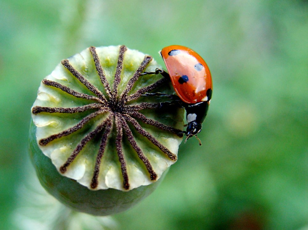 Photograph by Алька Вереск