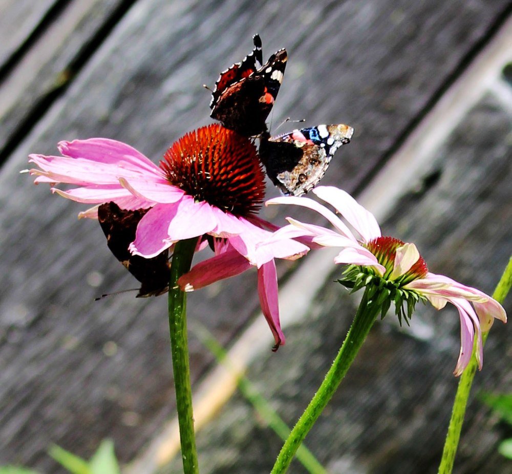 Поцелуй, или третий лишний