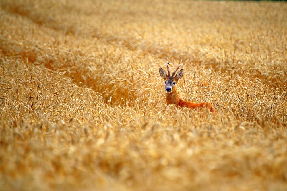 скоро осень