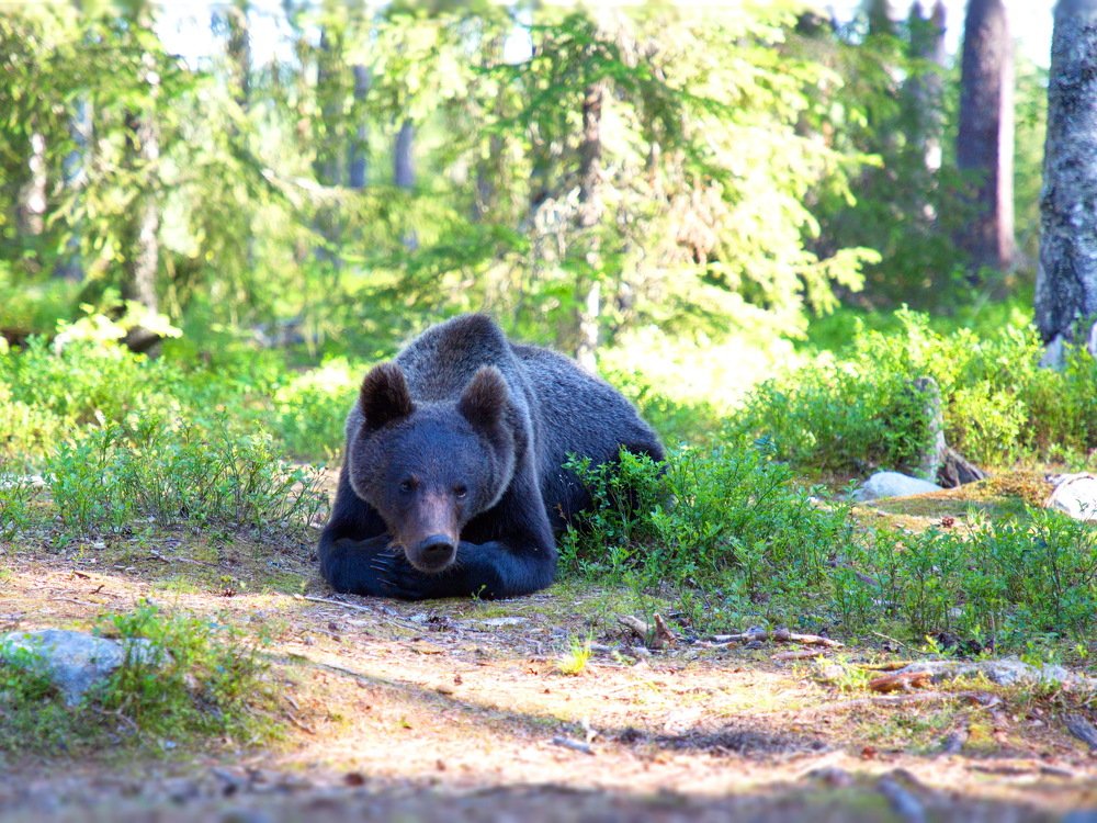Грустяшность