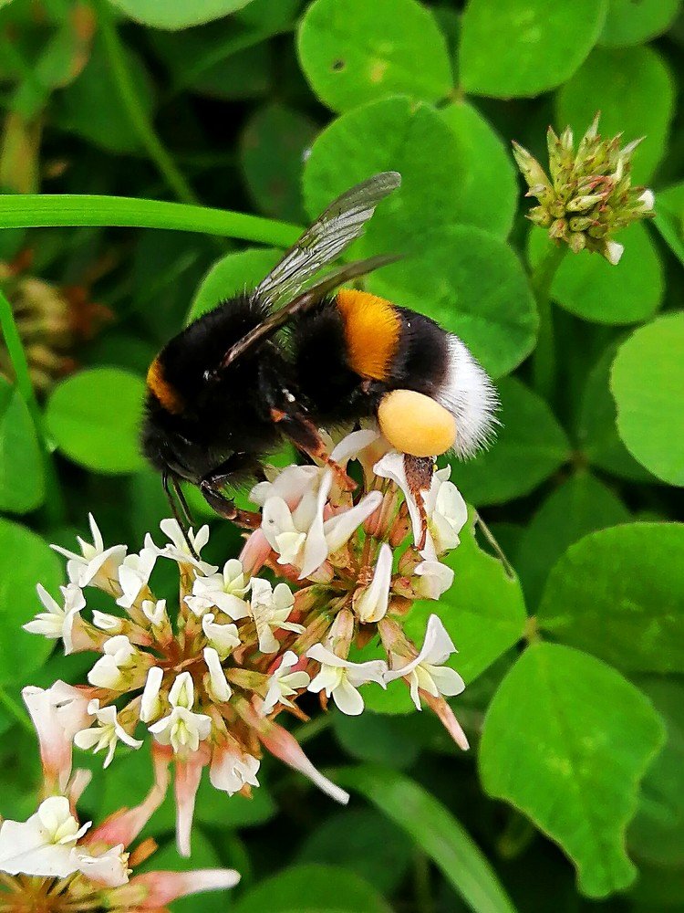 Наглядное пособие, как от сладкого растут бёдра