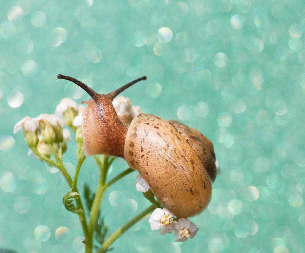 веселые рожки