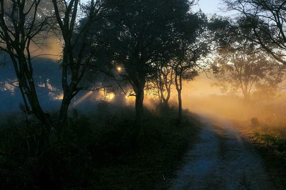 Day Breaks in the woods