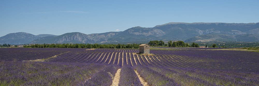 Lavanda fields