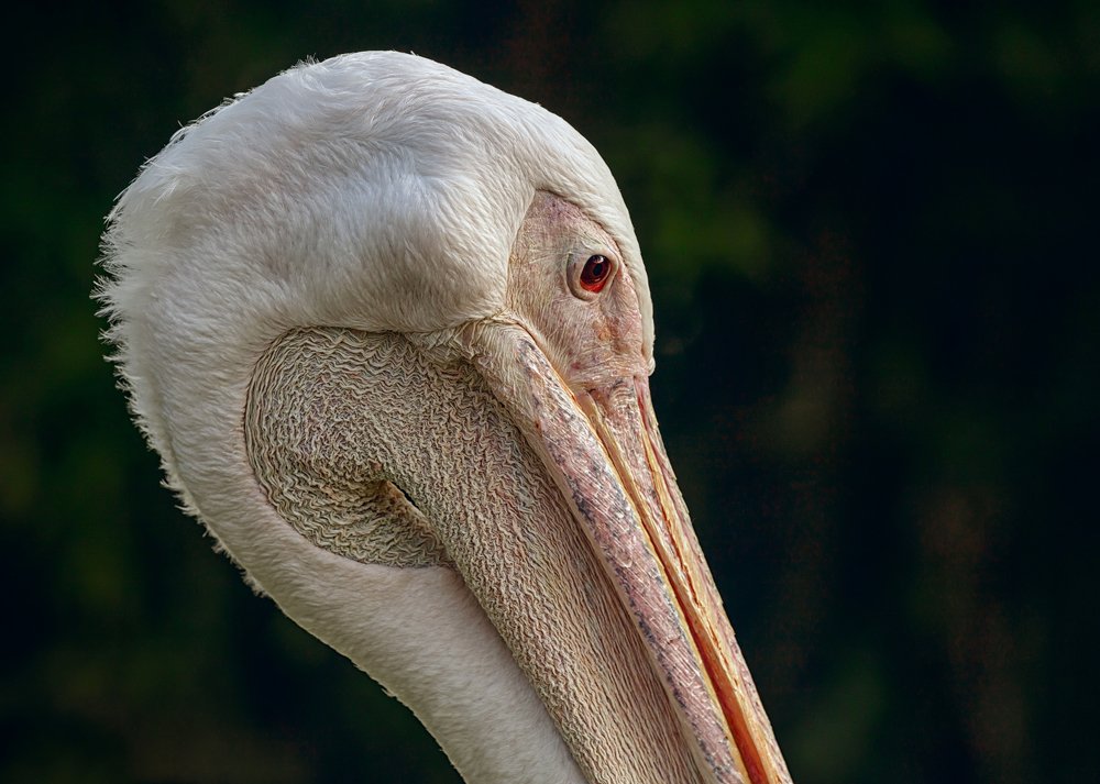 Pelican
