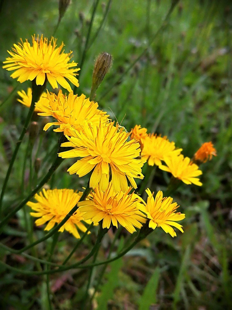 Игра в прятки