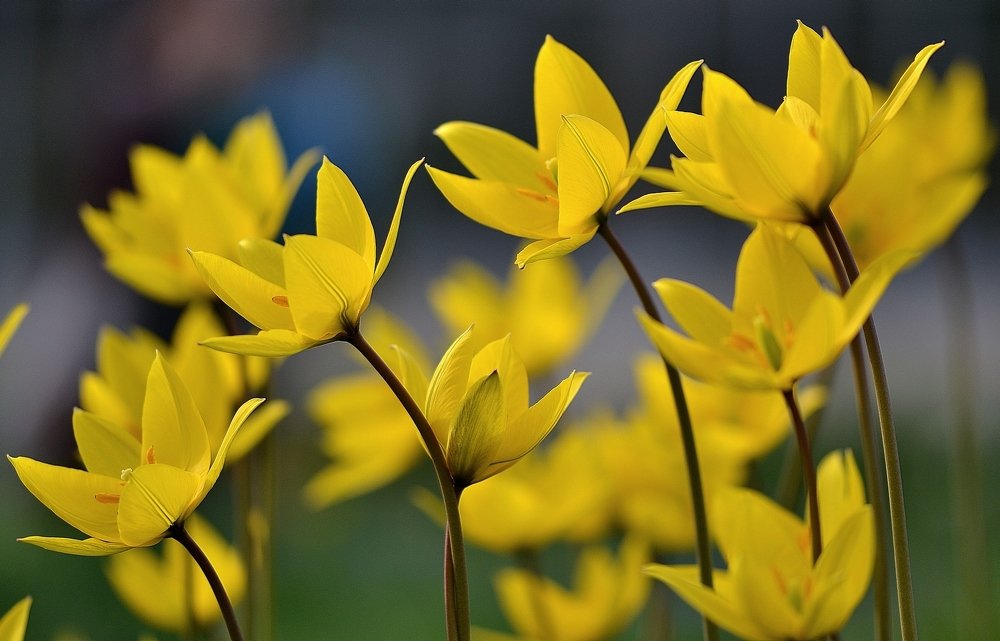 Photograph by Елена Боржковская