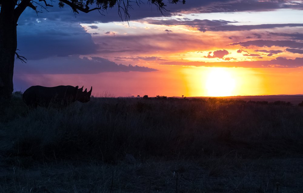 the lone rhino at dusk