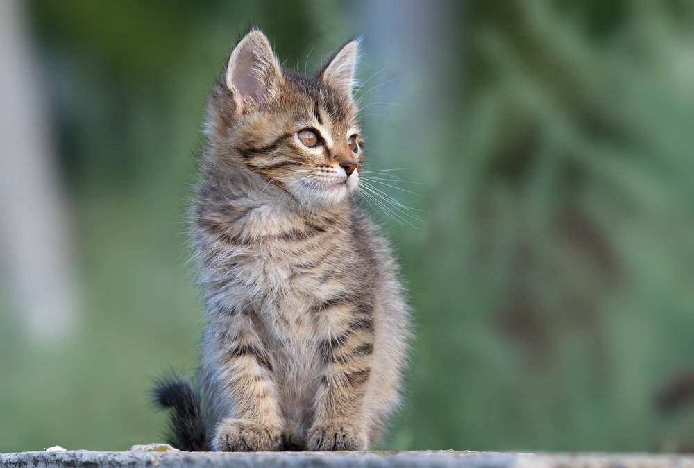 Котопортрет