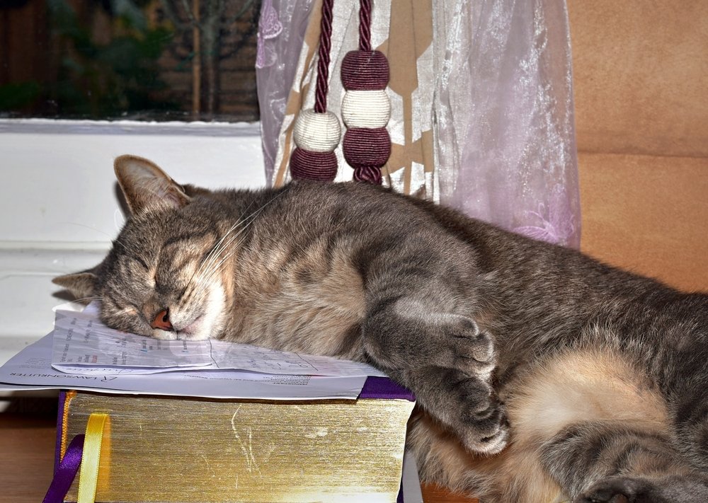 сон на папиной книге