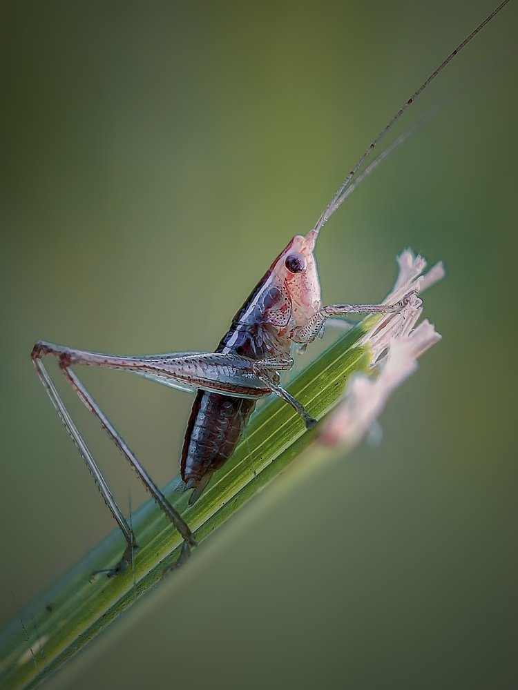 Short-winged conehead is going up