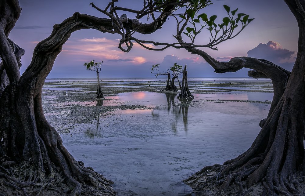 two trees asked for one tree not to leave them