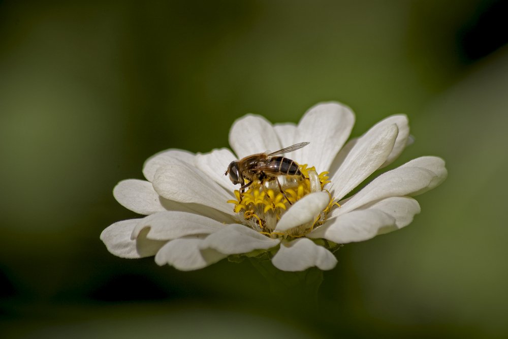 Цветочное купание