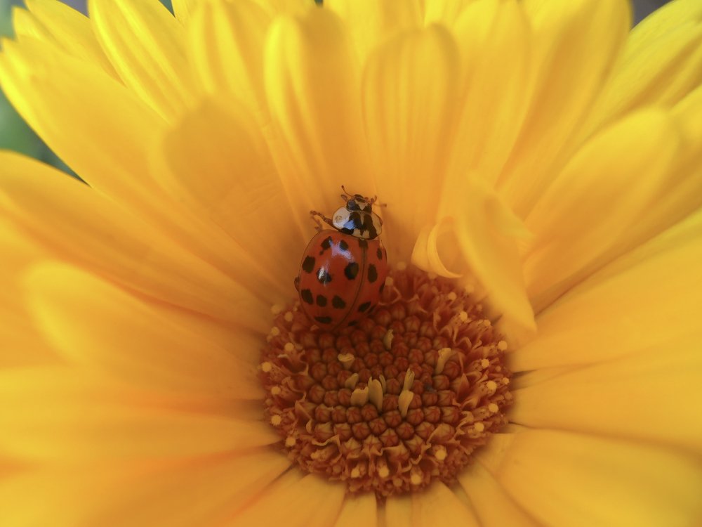 Red Ladybug On Calendula