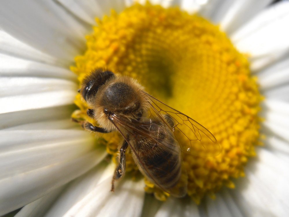Bee On Marguerite Flower