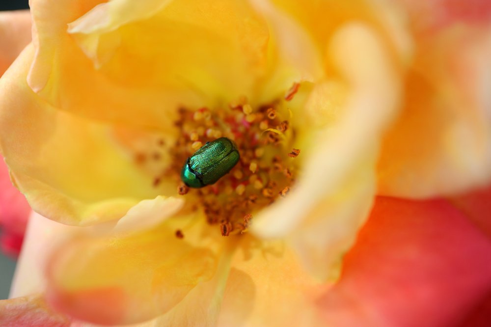 Green Dock Beetle On Yellow Rose