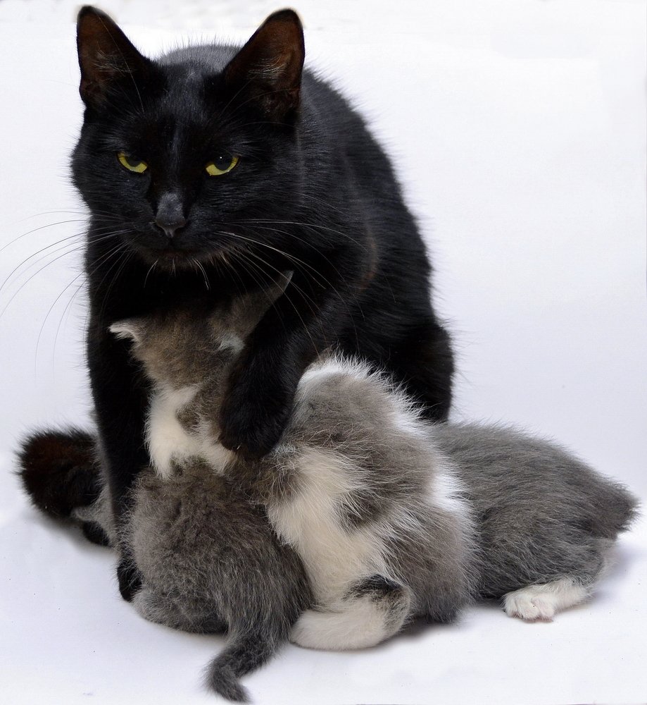 Чёрно-белая семья