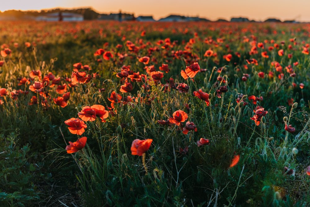 Фотография автора Дарья Шевченко
