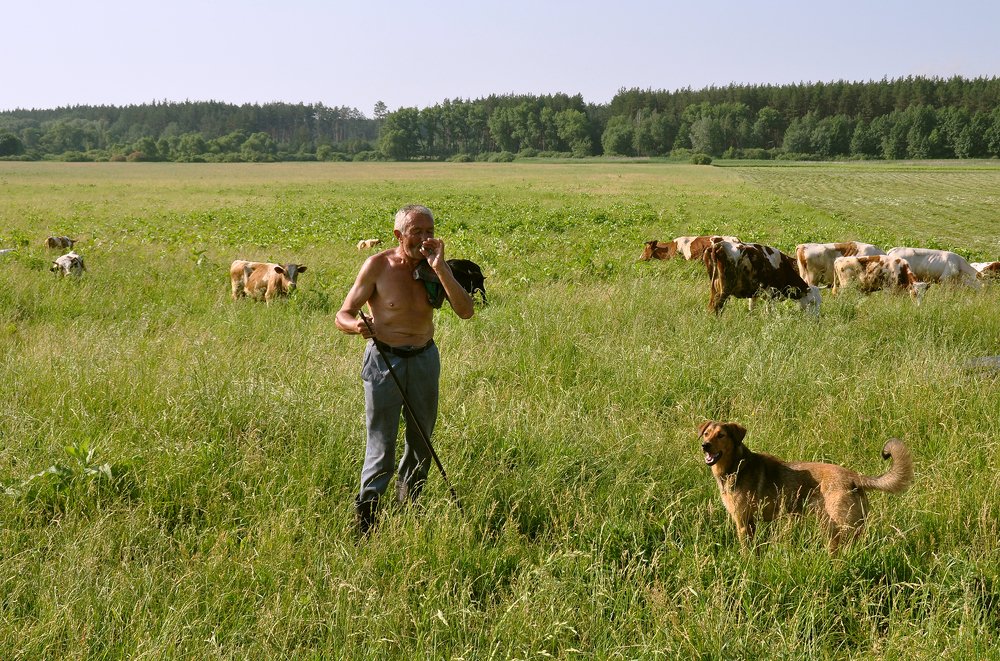 Пастухи...