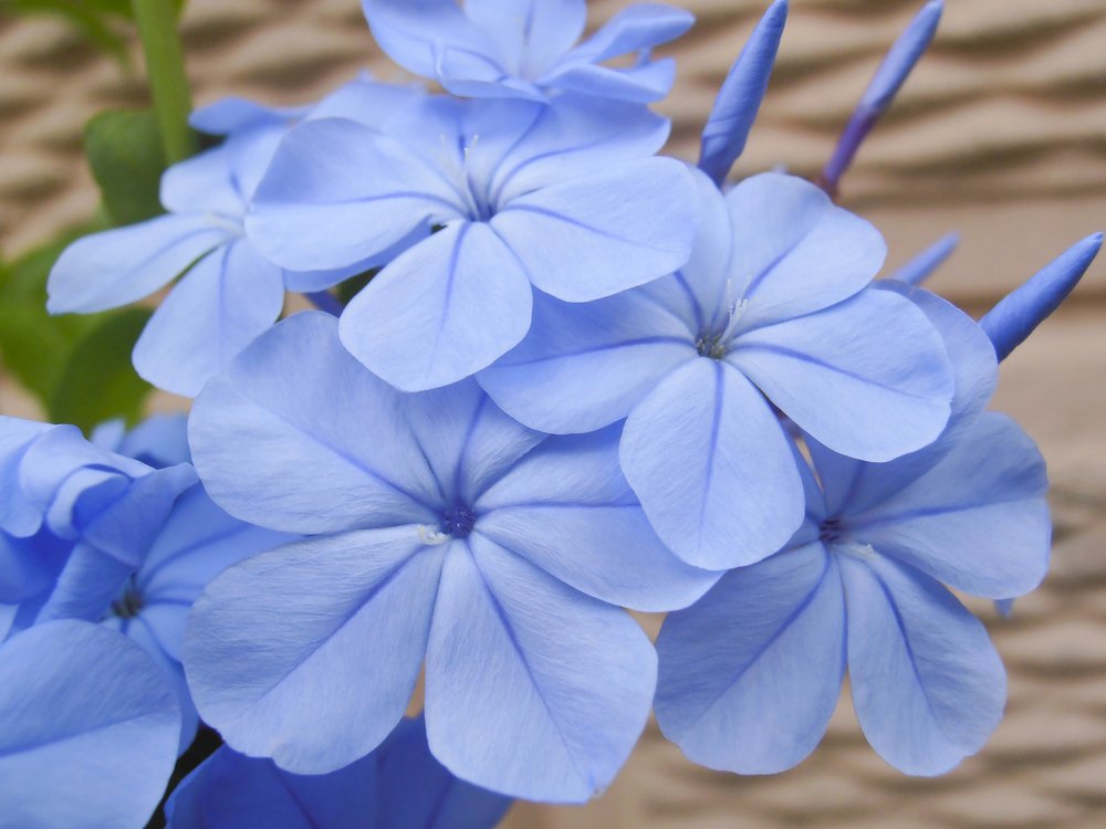 Blue Flowers Plumbago