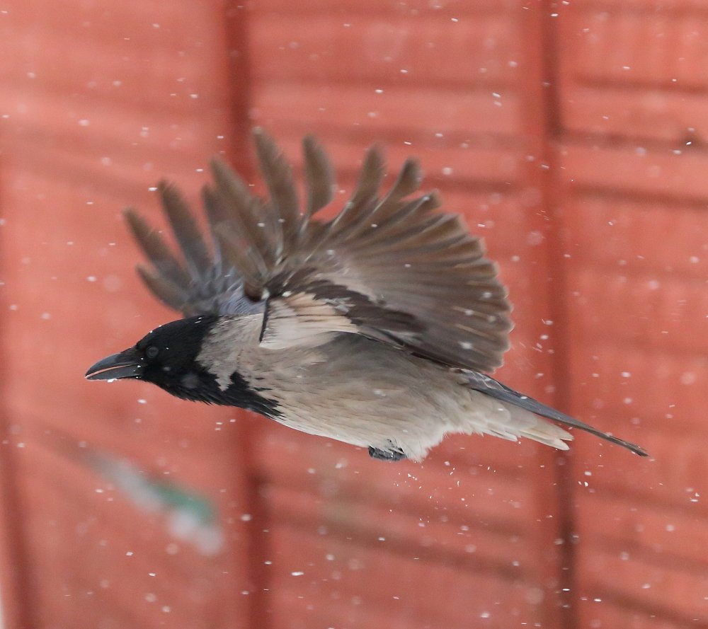 Ворона в снегопаде