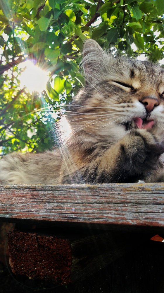 кот